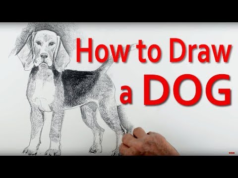 How to Draw a Dog