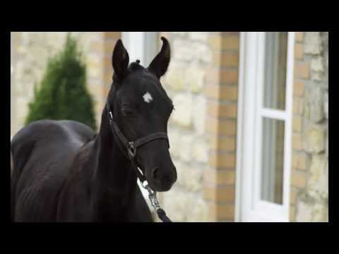 SCUDERIAS SON (SCUDERIA-FEINBRAND-SION) colt *2015