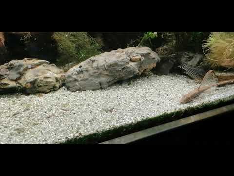 Störwelse beim fressen Sturisoma festivum