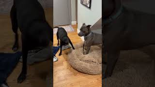 Video preview image #1 Mutt Puppy For Sale in Hillsboro, NH, USA