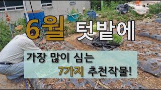 6월 텃밭에 가장 많이 심는 7가지 추천 작물! #6월에 심는 작물 #6월 텃밭 가꾸기
