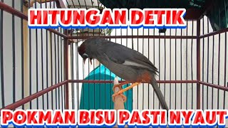 Download lagu poksay Mandarin gacor cocok untuk pancingan poksay MANDARIN malas bunyi mp3 Download lagu poksay Mandarin gacor cocok untuk pancingan poksay MANDARIN malas bunyi mp3