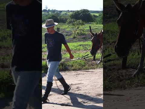 CAVALGADA - GRUPO DOS AMIGOS, SAPEAÇU-BA #horse #bahia #caminhoparaumavidamelhor