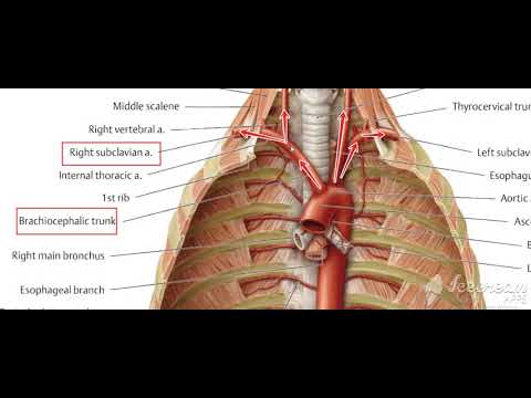 Thoracic cage