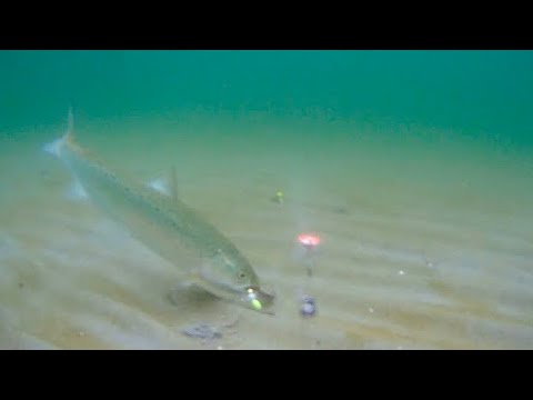 Angeln auf Meerforellen und Plattfisch mit Unterwasserkamera / Catch and Cook