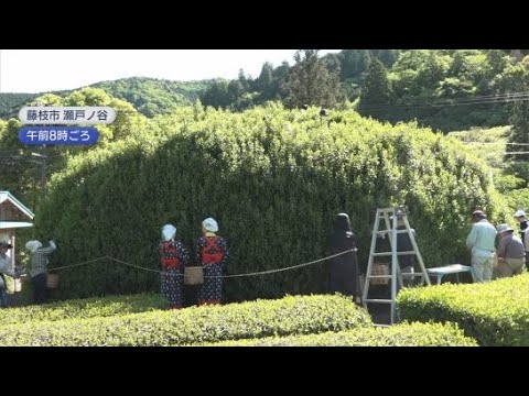 YouTube Video ２日は八十八夜　樹高４メートル周囲３３メートルの県内最古の大茶樹で茶摘み　静岡・藤枝市