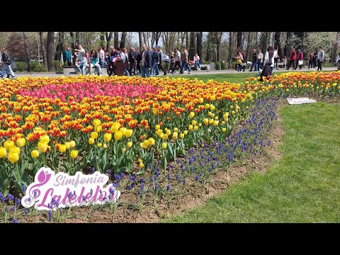 La "Simfonia lalelelor, 2023" Pitești 💯❣️🌷🌷🌷🌷🌷🌺🥀🌹💐🌷