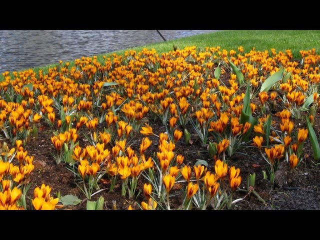 Crocus 'Orange Monarch' (orange) - FarmerGracy.co.uk