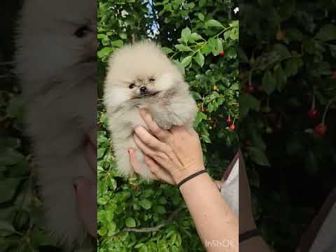 Cachorro Pomerania Rey Guzmán