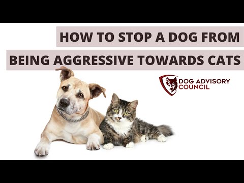 How To Stop A Dog From Being Aggressive Towards Cats?