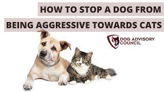 How To Stop A Dog From Being Aggressive Towards Cats?