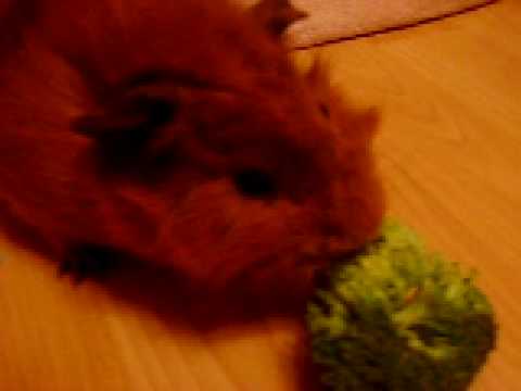 My guinea pigs eating veg
