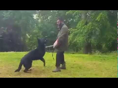 Bayco vom hofe Schumacher