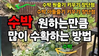 수박이 끝없이 열리는 이유를 공개합니다 원줄기키우기 아들줄기키우기 장단점 ! #수박키우기 #수박곁순제거 #수…