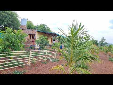 NH65 6 #acre #mango #garden 18 #lacks #hyderabad #agriculture #telangana #karnataka #land 9640041044