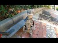 Tabby Cat Meowing Loudly Walked On Two Feet When She Saw The Food
