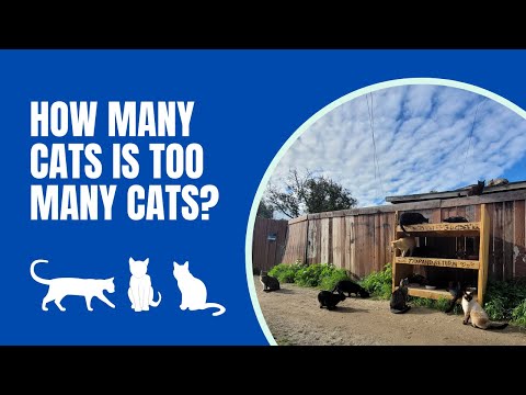 Feral Cat Feeding Station For 20+ Cats!