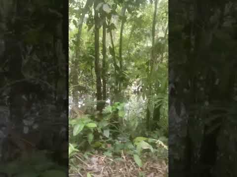 natureza que encanta # #saúde , trilha da cachoeira da italiana Itariri SP,vale do ribeira...