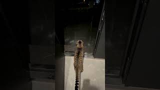 Kicked out the cat