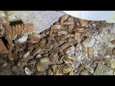 More Cockroaches Under the Kitchen Sink in Tinton Falls, NJ