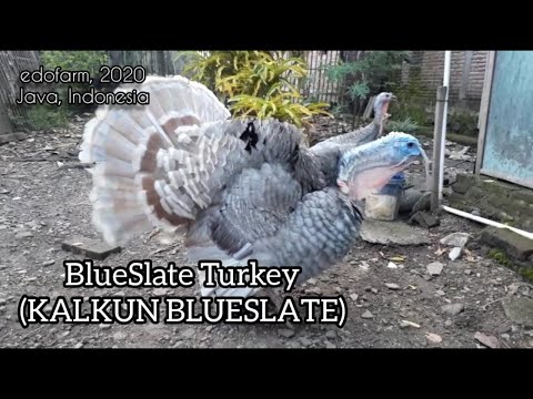 , title : 'Kalkun BlueSlate (BlueSlate Turkey)'
