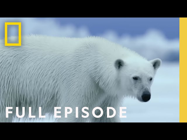 Polar (Full Episode) | Hostile Planet | National Geographic SDDEFAULT Thumbnail