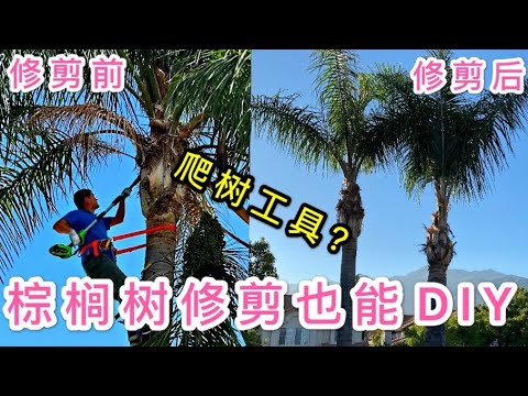 棕櫚樹叢