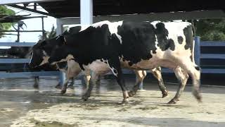 Vídeo 96 - 1ª ETAPA MEGA LIQUIDAÇÃO TOTAL AGROPECUÁRIA MARAJOARA - DIA 4 | GADO GIROLANDO E HOLANDÊS