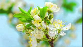 stock footage time lapse video of a wild plum flower growing on a blue background wild plum flower b