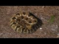 Timber Rattlesnake Kentucky May 09 Hunt Part 2 ...