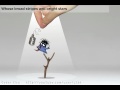 Crazy Singing Bird - Star Spangled Banner, USA National Anthem/엽기참새_강진호