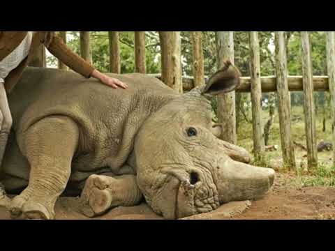 The Last Male Northern White Rhino On Earth Just  Extinct !