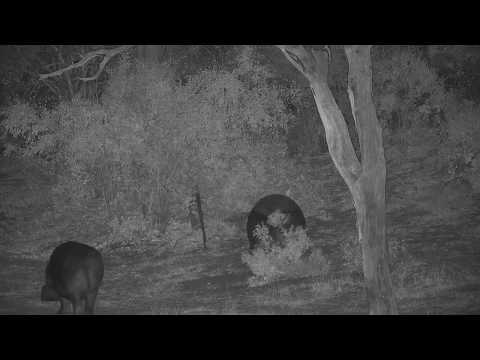 Djuma: Two Hippos leaving the pan - 05:50 - 07/30/19