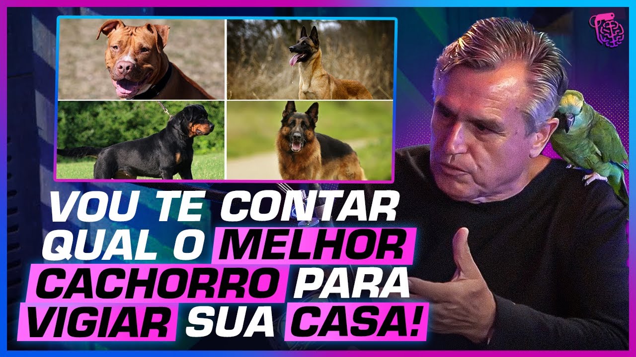 ESTE é o CACHORRO PERFEITO para PROTEGER sua CASA