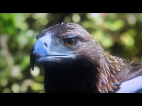 Águia Imperial Ibérica uma super predadora