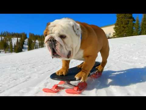 Meet Walter the Skateboarding Bulldog