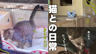 【ねことの日常Vlog】 折れ耳の外猫ちゃんが野良猫食堂で"あの"行動に…🫨 | お姉ちゃんと久しぶりに会えてテンションMAXな猫ちゃんたち😹˙˚°☆ 【保護猫シェルター】
