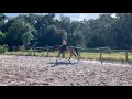 Merrie Franse rijpony PFS Te koop 2022 Bruinroan , Greatstar dembets tilia
