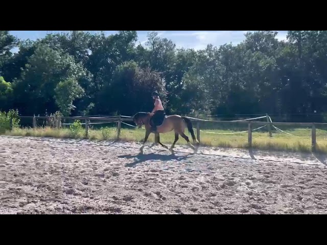 Merrie Franse rijpony PFS Te koop 2022 Bruinroan ,  Greatstar dembets tilia