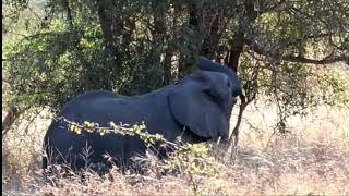 WOW! Elephant Baby Learns to Break Down Trees While Snacking! 🐘🌳😍