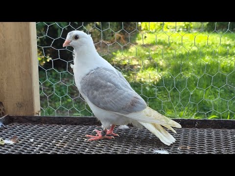 Old german owl and Racing pigeon cross breed  #Oldgermanowlpigeon #racingpigeon #crossbred