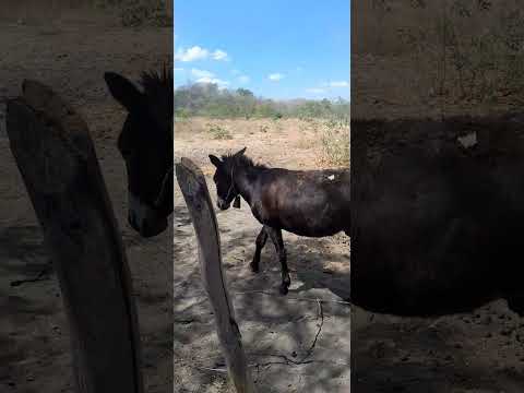 O JUMENTINHO.#shorts