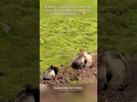 This Marmot Took Its Security Job VERY Seriously 😂🐿️ #shorts #viral #marmot #animal #uk #fyp #funny