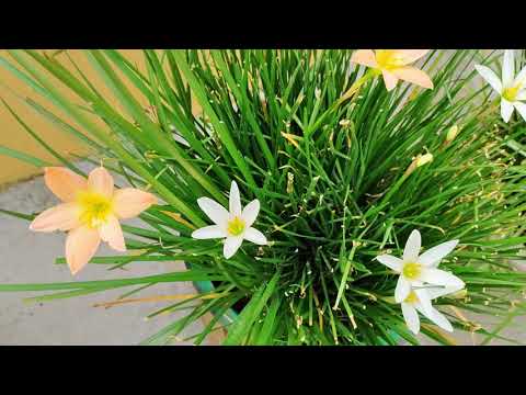 Flowers ♥️♥️♥️ - Beauty🥰