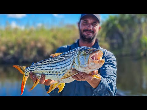 Tiger Fishing the Okavango Delta! TIGER BRAAI!!!