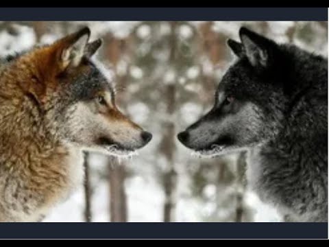 Настоящие звери по соло цели. Neverwinter online.