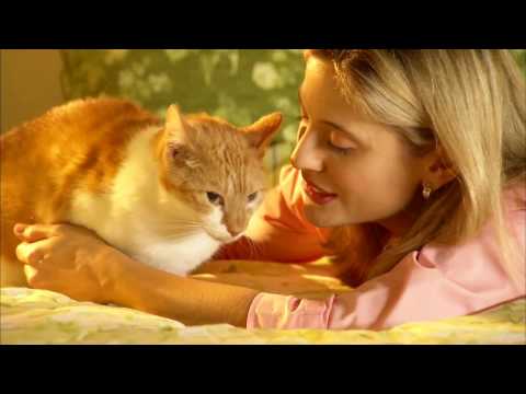 Orbax Antibiotic for Cats