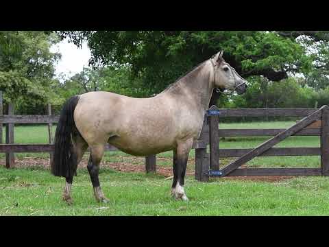 Lote 04 LA CASTELLANA IGUALITA