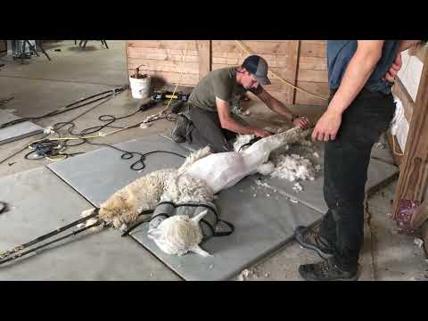 Complete alpaca shearing process  Noodling a blanket