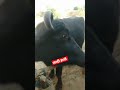 जल्दी से डालो Animals Murrah Animalcrossing Animal Meeting Shorts Buffalo Cros
